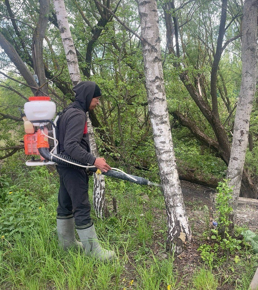 В Узловском районе в рамках муниципальной программы «Комплексное развитие сельских территорий Узловского района» начался комплекс мероприятий по борьбе с борщевиком.
