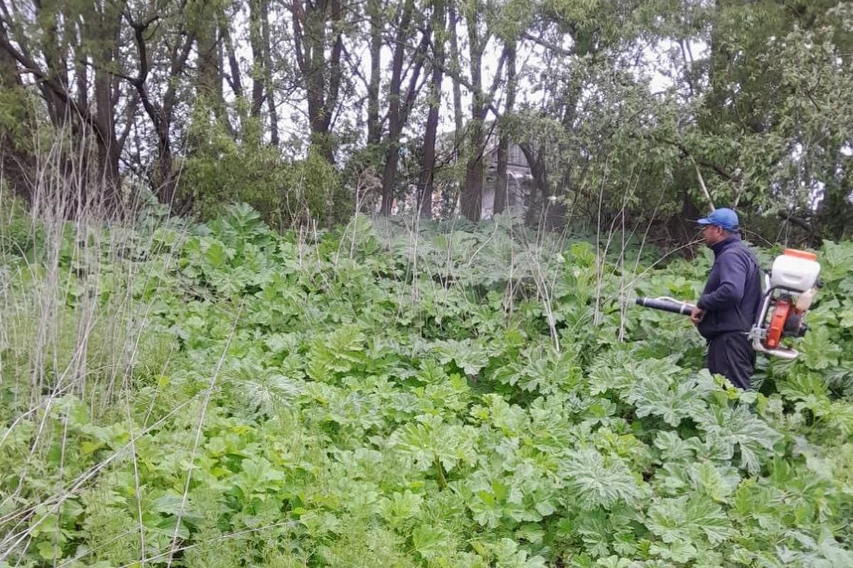 В Узловском районе продолжаются работы, направленные на борьбу с борщевиком.